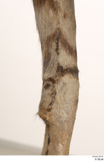 Striped Hyena Hyaena hyaena leg 0082.jpg